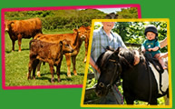 holidays with your toddlers and babies at higher lank farm, cornwall