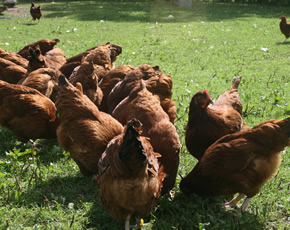 hens and poultry at higher lank farm holidays, bodmin