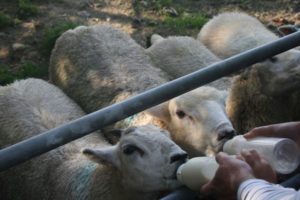 feeding the lambs