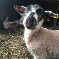 orphan lamb children friendly farm holidays cornwall uk