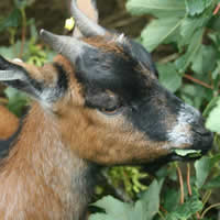 goat eating leaves at children friendly higher lank farm holdays uk