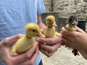 children holding ducklings during our daily farm holiday animal feeding